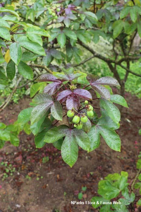 Jatropha gossypifolia