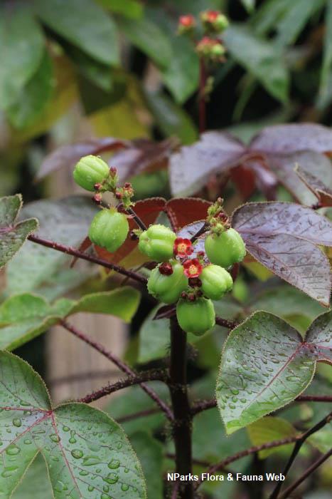 Jatropha gossypifolia