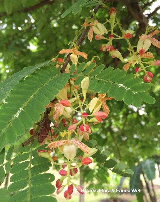 Tamarindus indica