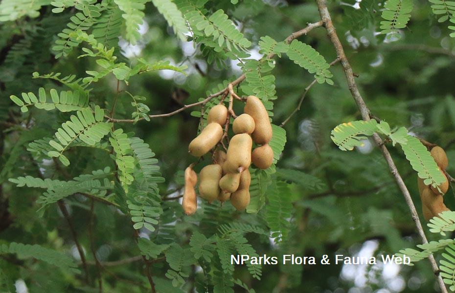 Tamarindus indica