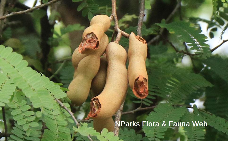 Tamarindus indica