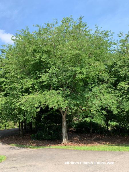 Tamarindus indica