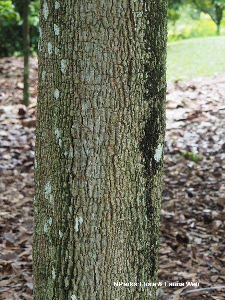 Tamarindus indica