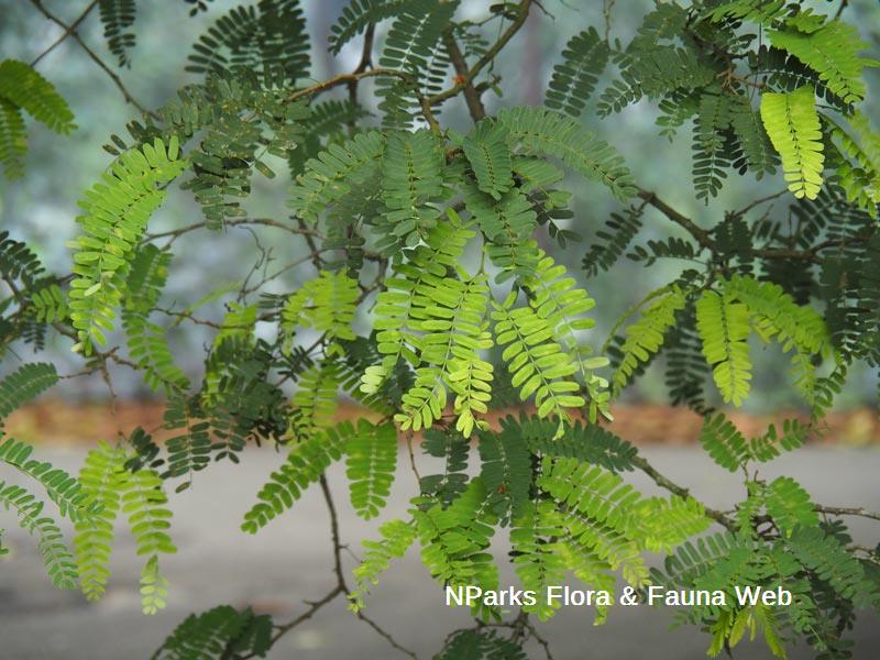 Tamarindus indica