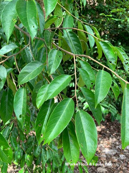 NParks | Richetia gibbosa