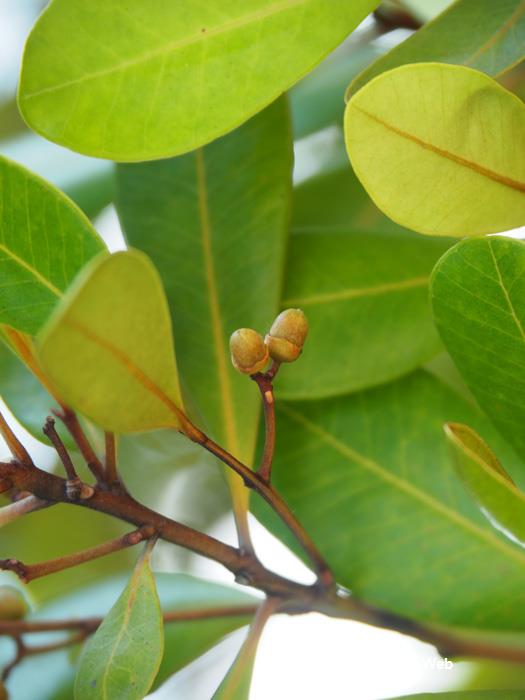 NParks | Tristaniopsis obovata