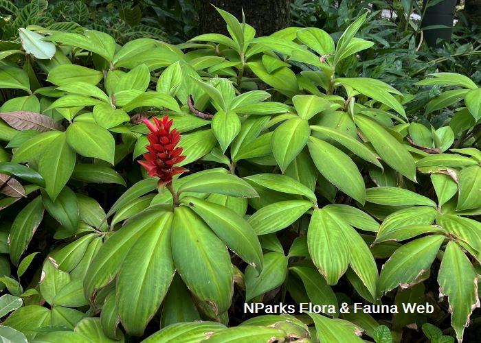 Costus osae Hazri Boey