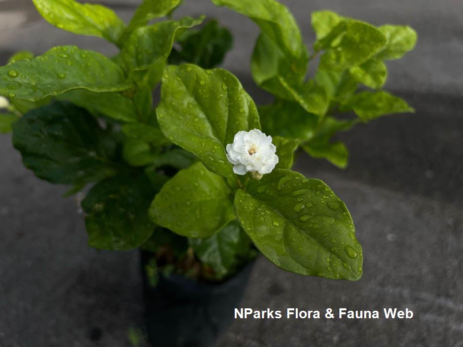 Jasminum sambac Chinese Emperor