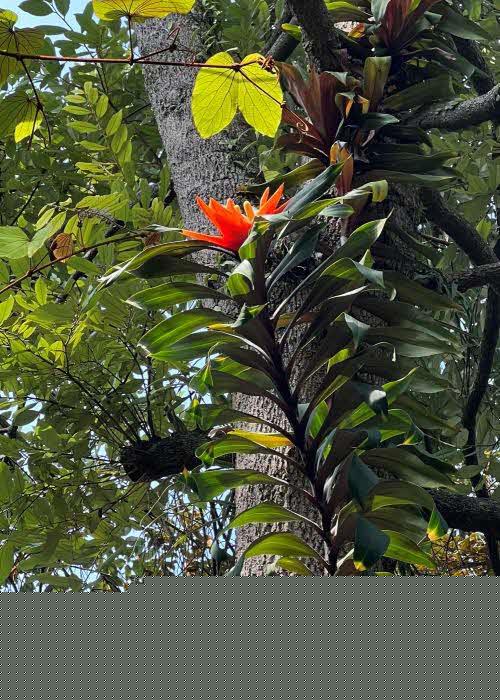 Freycinetia cultivar