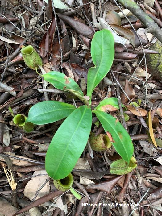 Nepenthes_ampularia_Vicky_Lim_Yen_Ngoh_5r