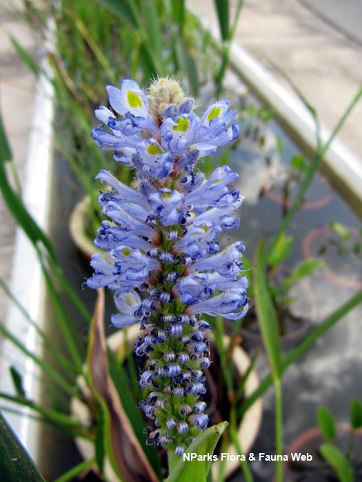 Pontederia_cordata_Vicky_Lim_Yen_Ngoh_1