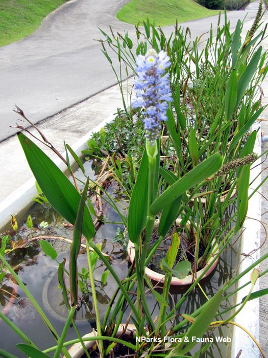 Pontederia_cordata_Vicky_Lim_Yen_Ngoh_2
