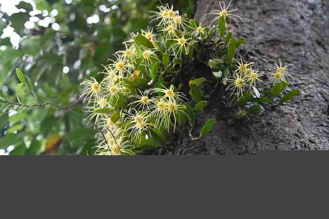 Bulbophyllum vaginatum