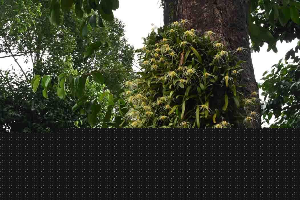 Bulbophyllum vaginatum