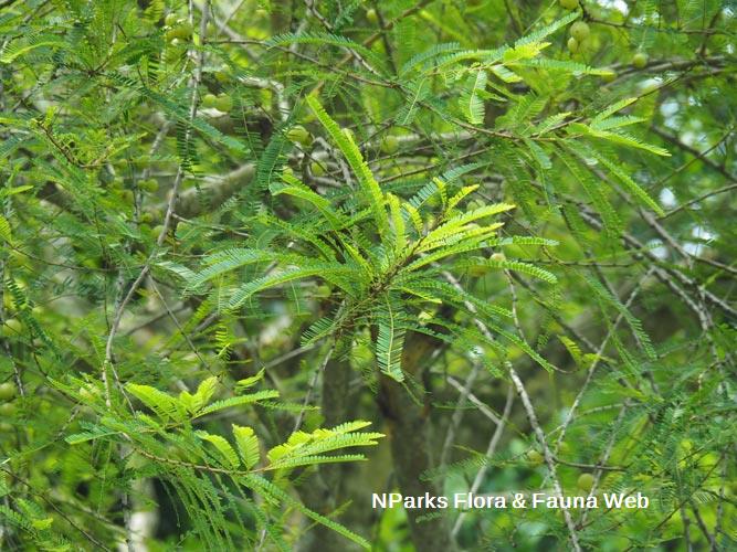 Emblica officinalis