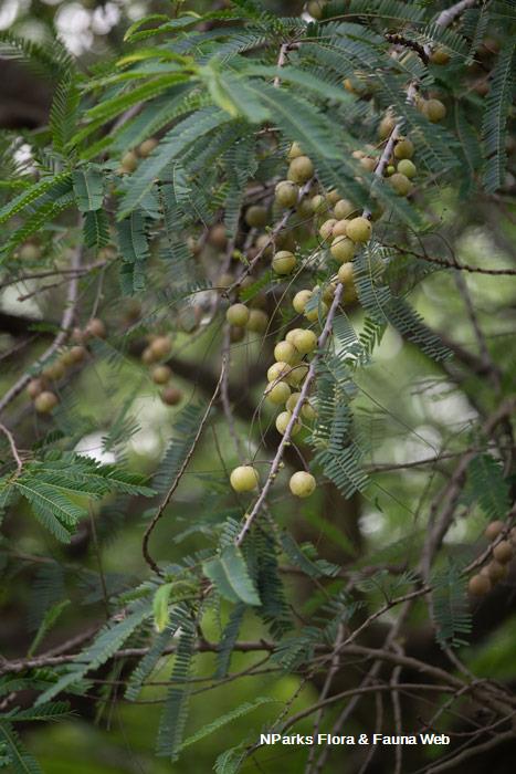 Emblica officinalis