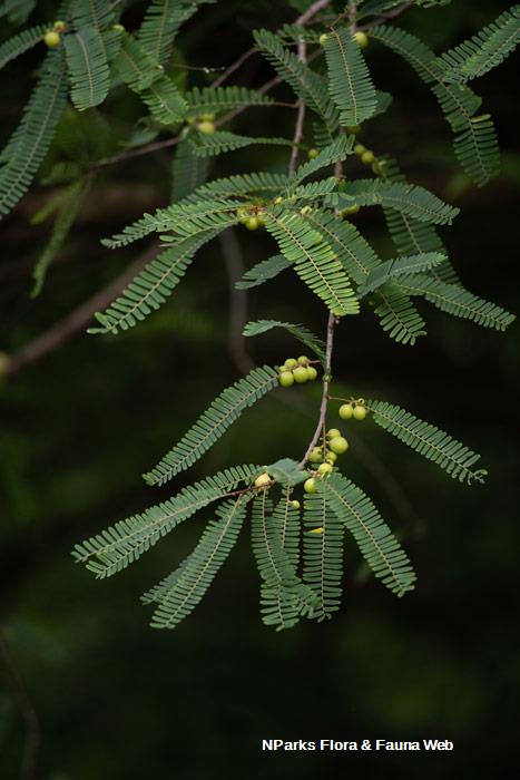 Emblica officinalis