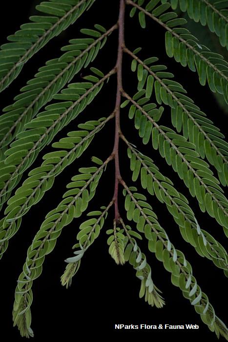 Emblica officinalis