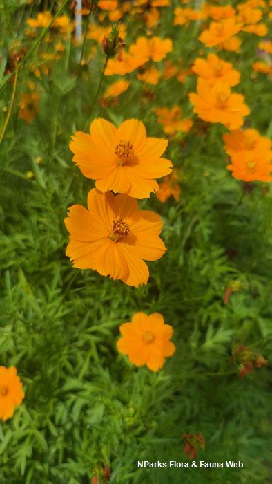 Cosmos sulphureus on sale