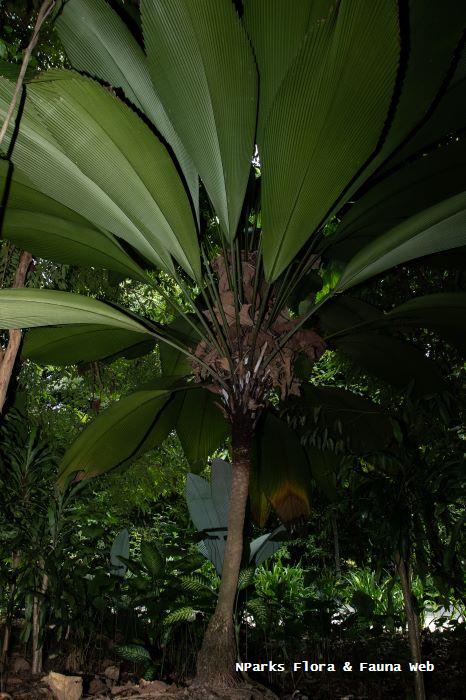 Johannesteijsmannia perakensis