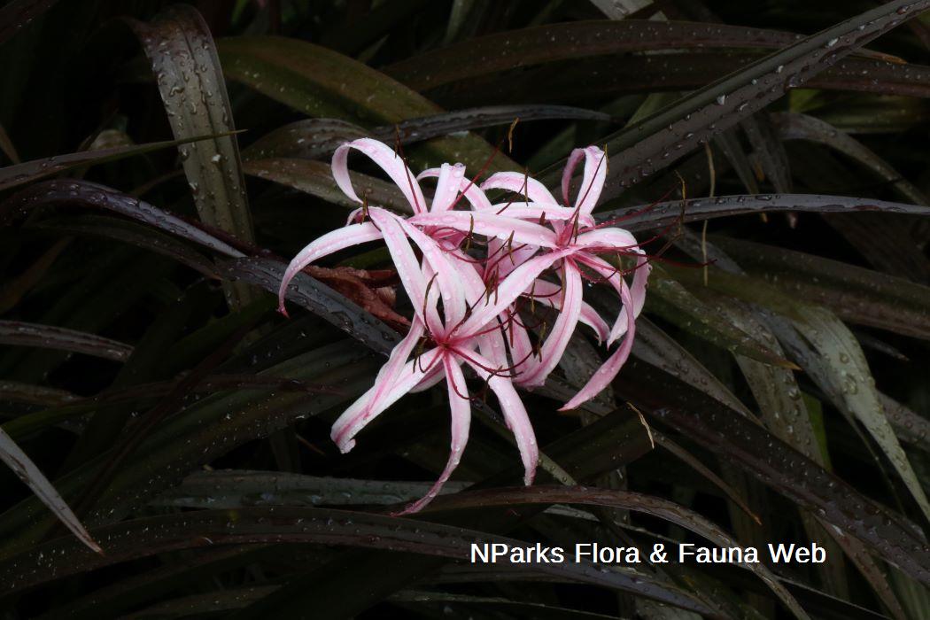 Crinum Menehune