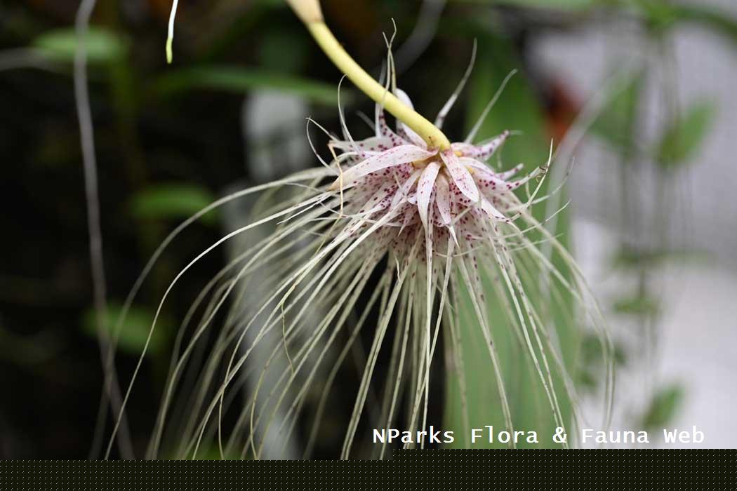 Bulbophyllum medusae