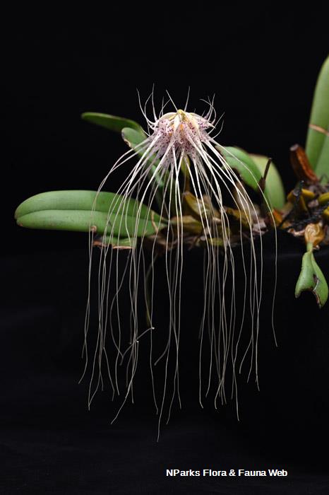 Bulbophyllum medusae