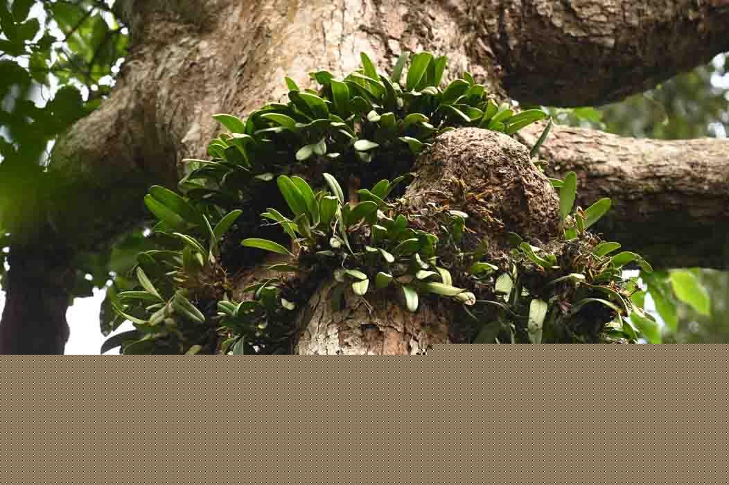 Bulbophyllum medusae