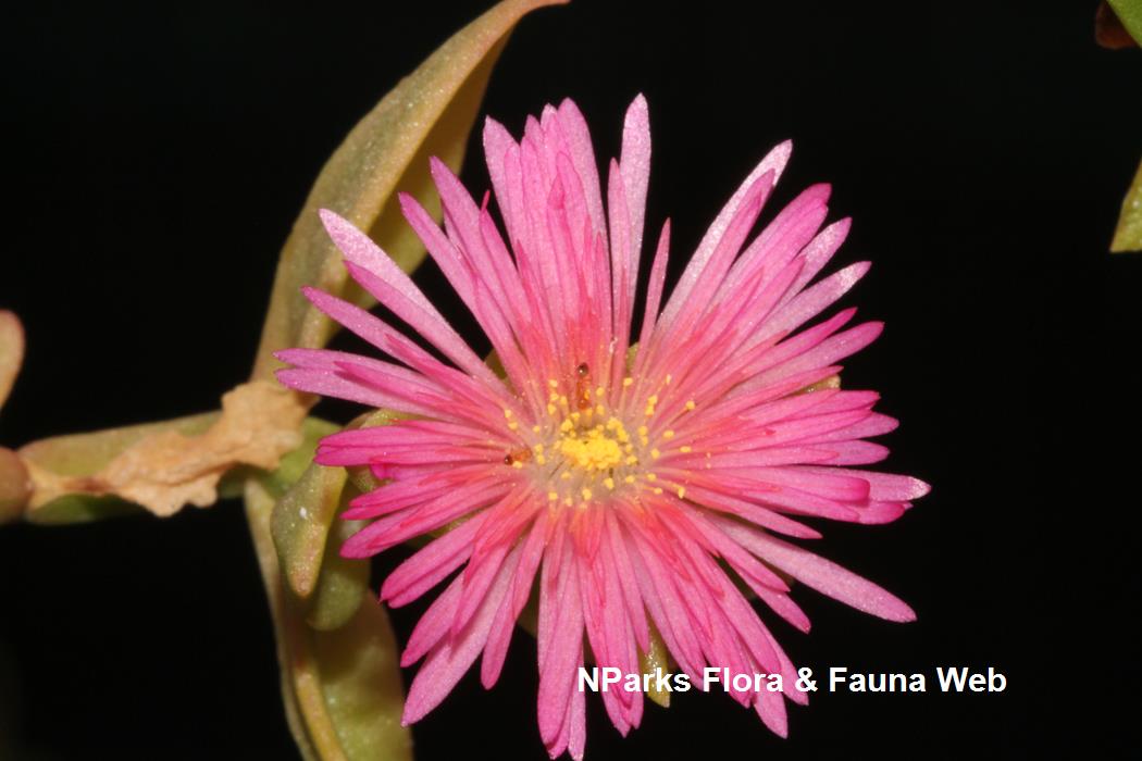 Mesembryanthemum_cordifolium_Variegated