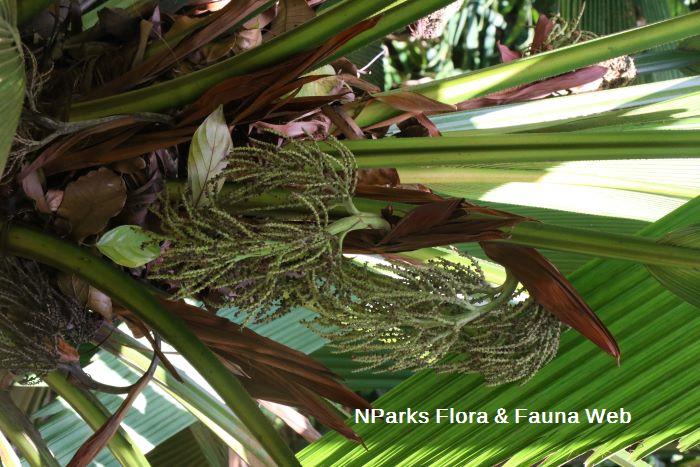 Johannesteijsmannia altifrons