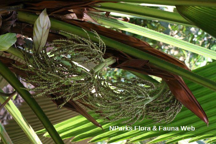 Johannesteijsmannia altifrons