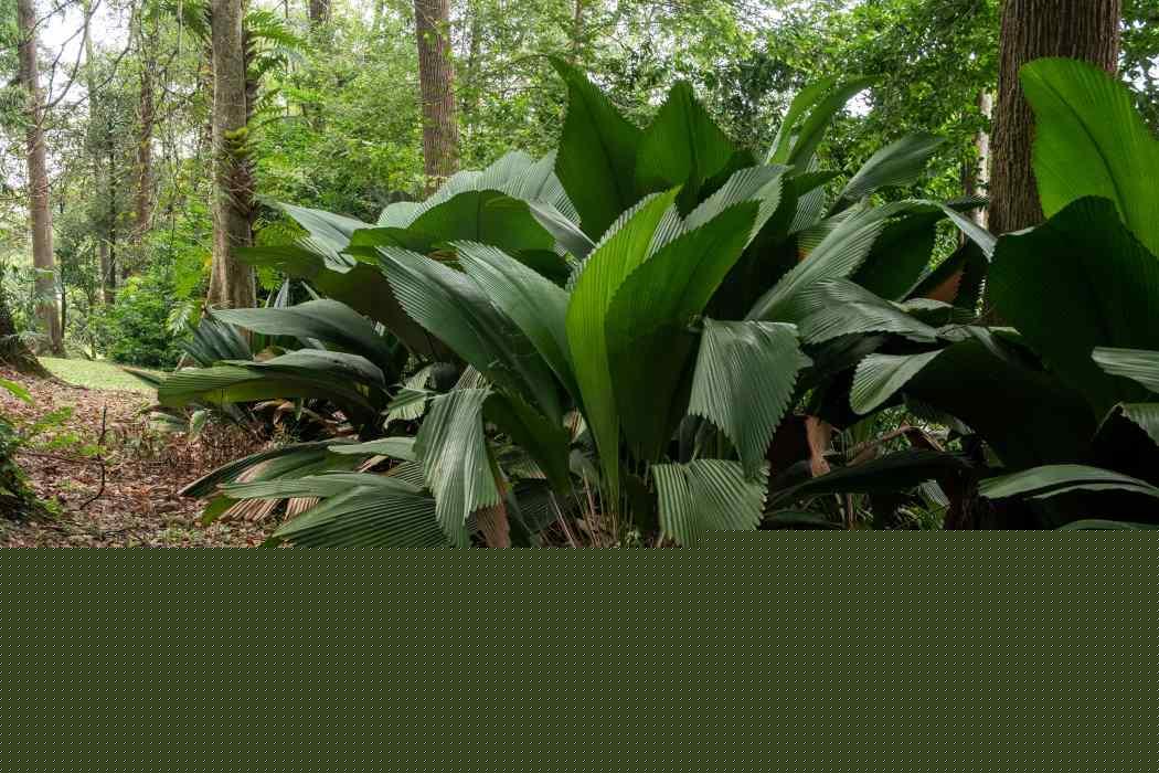 Johannesteijsmannia altifrons