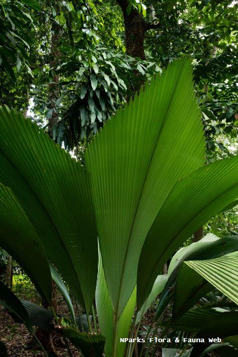 Johannesteijsmannia altifrons