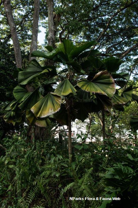 Licuala grandis