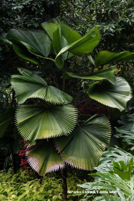 Licuala grandis