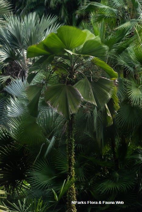 Licuala grandis