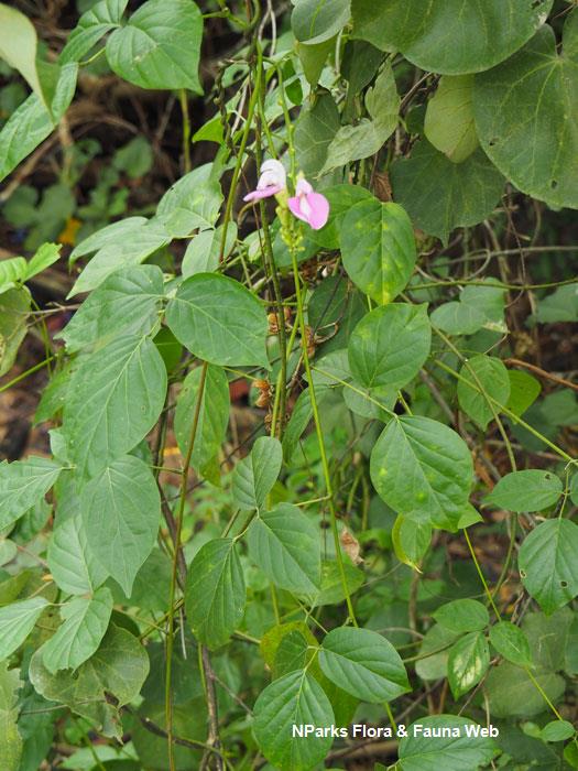 NParks | Canavalia rosea