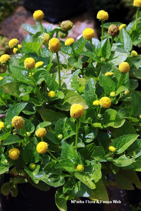 Acmella_oleracea_Vicky_Lim_Yen_Ngoh_1r