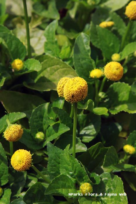 Acmella_oleracea_Vicky_Lim_Yen_Ngoh_2r