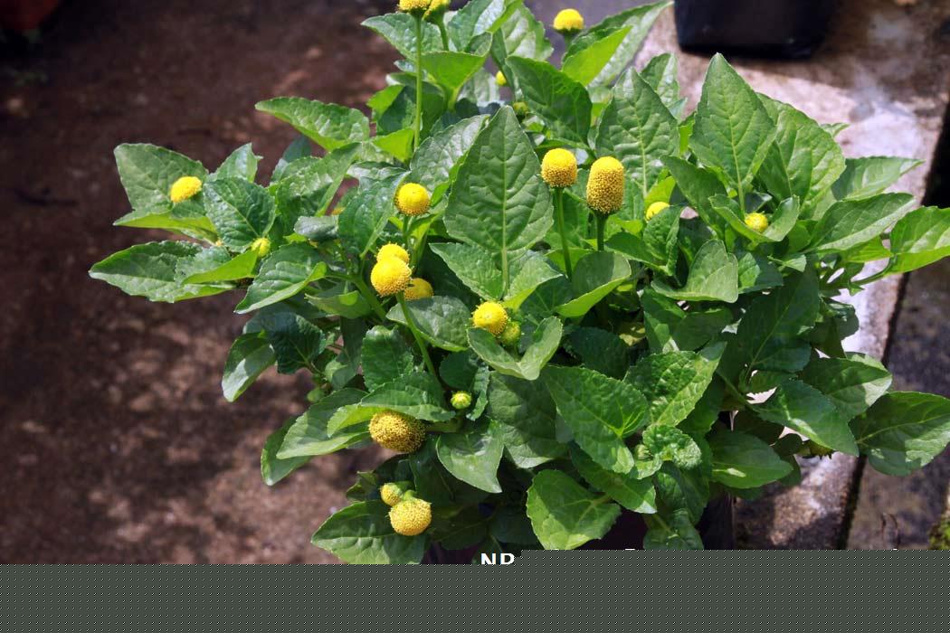 Acmella_oleracea_Vicky_Lim_Yen_Ngoh_4r