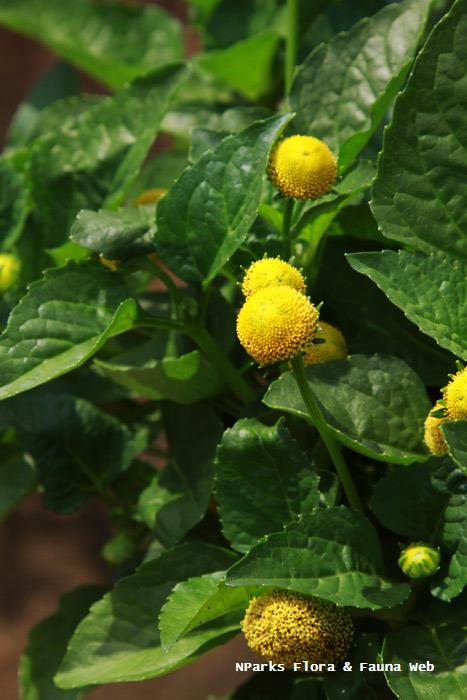 Acmella_oleracea_Vicky_Lim_Yen_Ngoh_6r