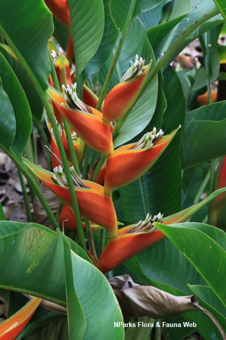 NParks | Heliconia bihai 'Peachy Pink'