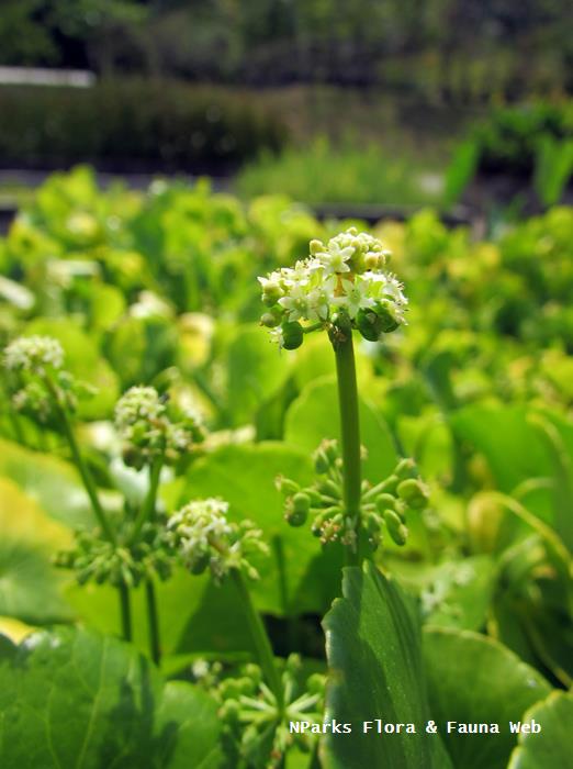 Centella_asiatica_Vicky_Lim_Yen_Ngoh_1