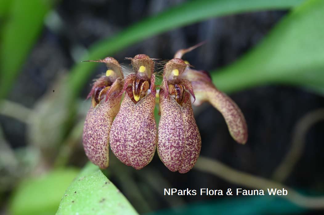 Bulbophyllum trigonopus