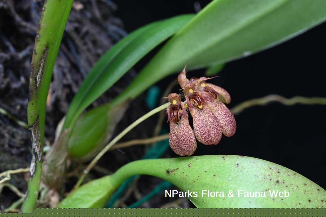 Bulbophyllum trigonopus
