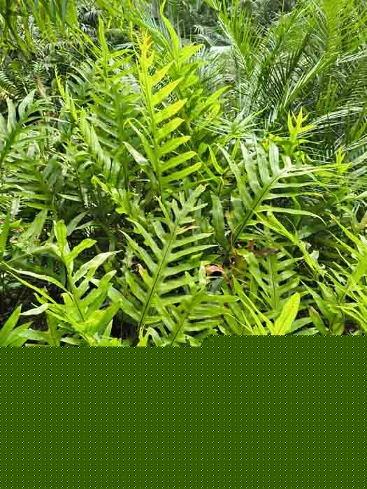 Phymatosorus membranifolium