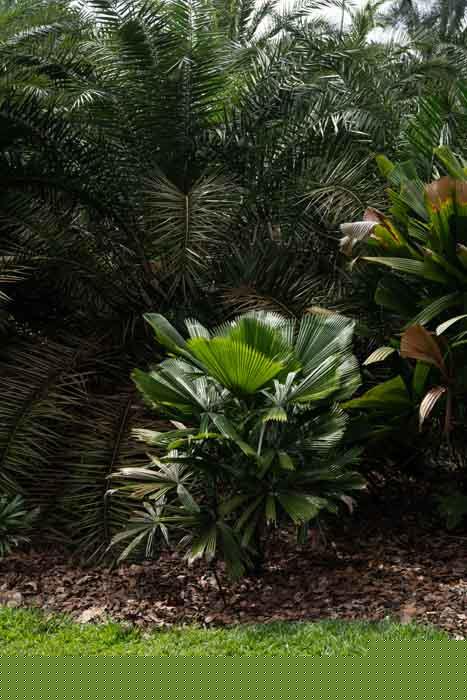 Licuala cabalionii