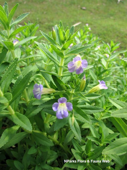 Limnophila_aromatica_Vicky_Lim_Yen_Ngoh_1