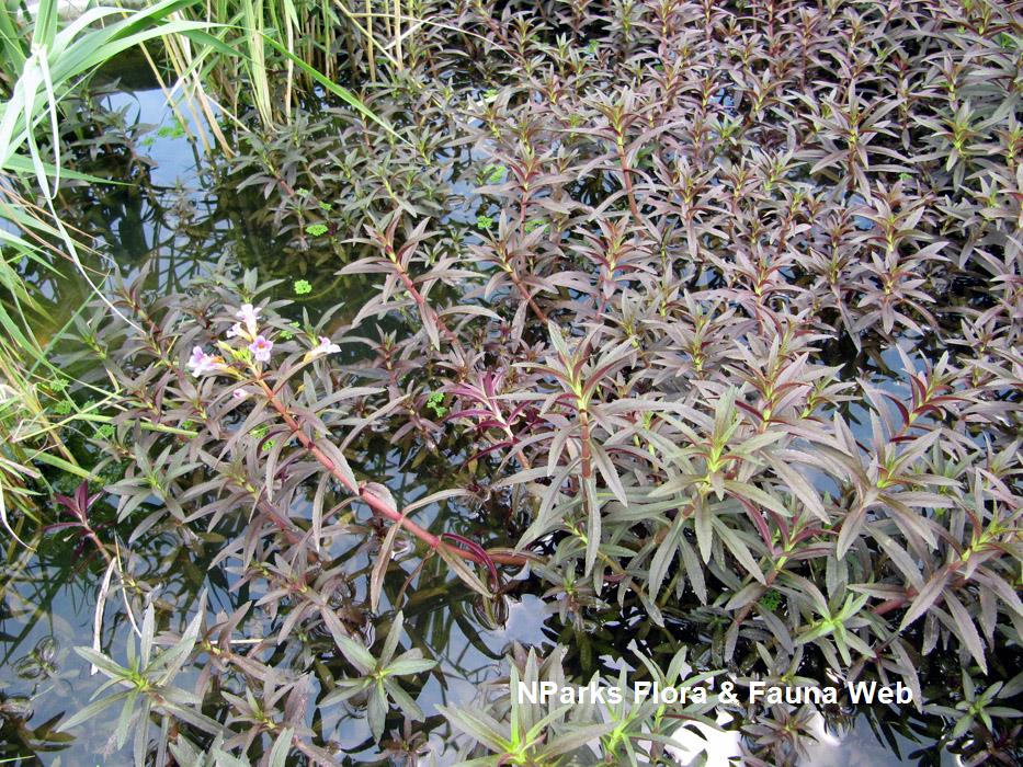 Limnophila_aromatica_Vicky_Lim_Yen_Ngoh_1