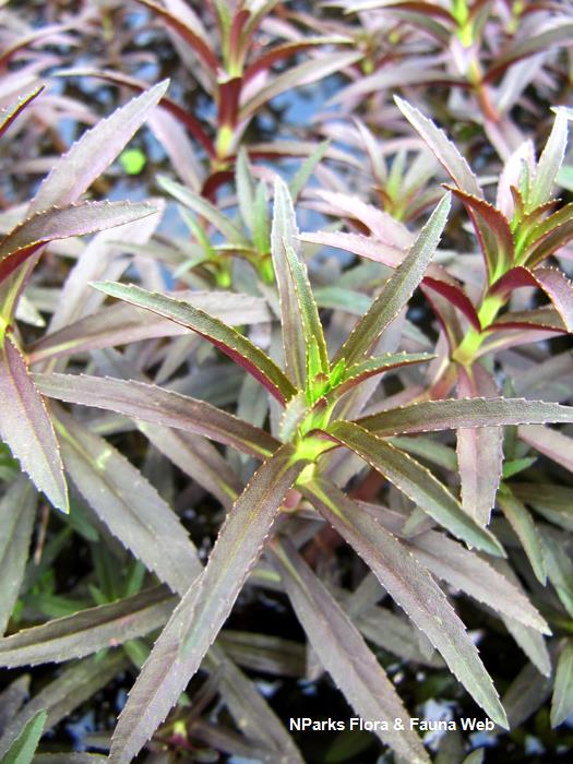 Limnophila_aromatica_Vicky_Lim_Yen_Ngoh_3